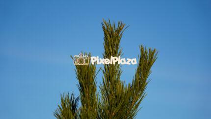 Pine Tree Branches Against a Clear Blue Sky